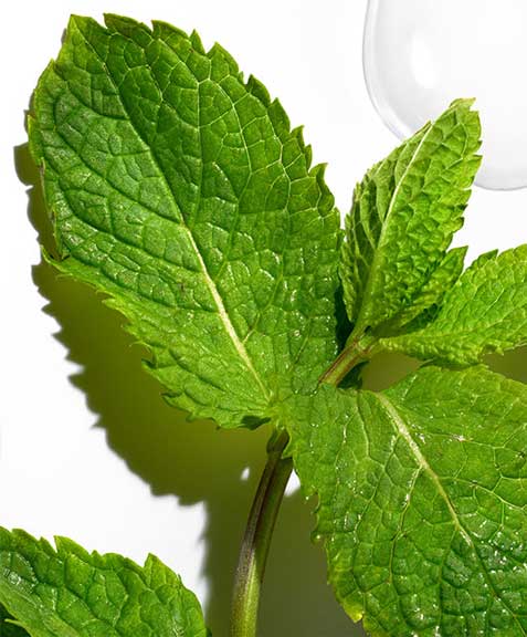 Mint leaves beside a white swatch of product