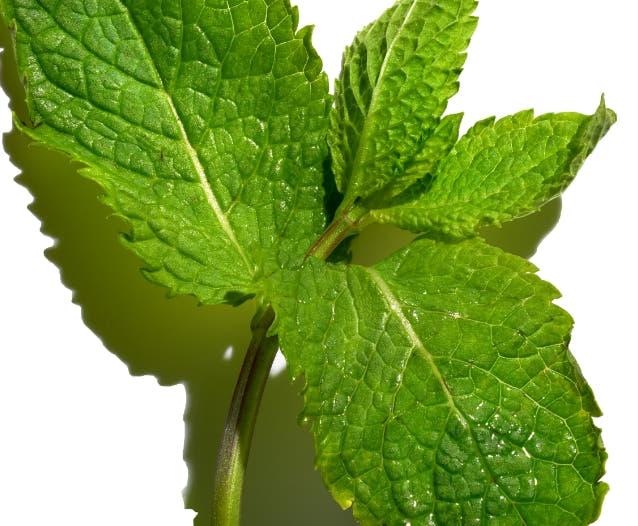 Peppermint leaves on a white background. 